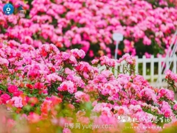 2024年第二届杭州市月季花展举办，赏500万株月季
